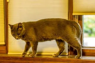 An adult medium-sized female Gray / Blue / Silver Russian Blue cat named Petunia for adoption in Wheaton, IL