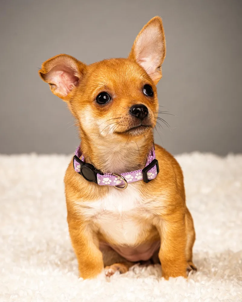 A baby small-sized female Golden Chihuahua dog named Belle  Puppy  for adoption in Plano, TX