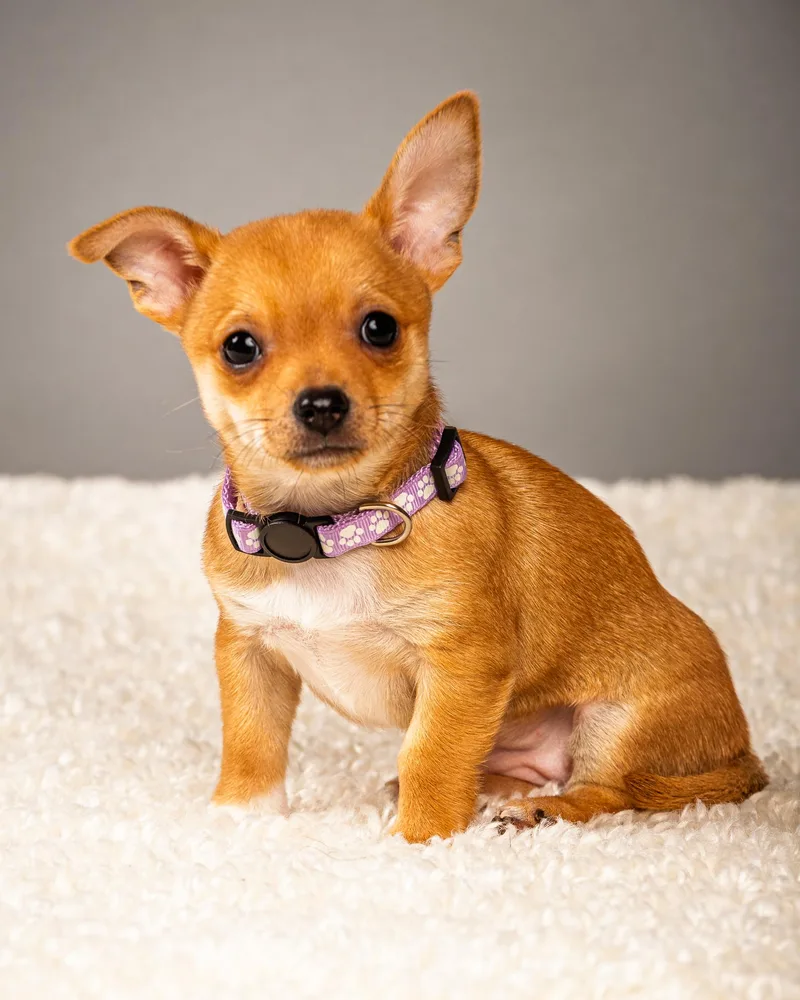 Belle  Puppy  thumbnail 2