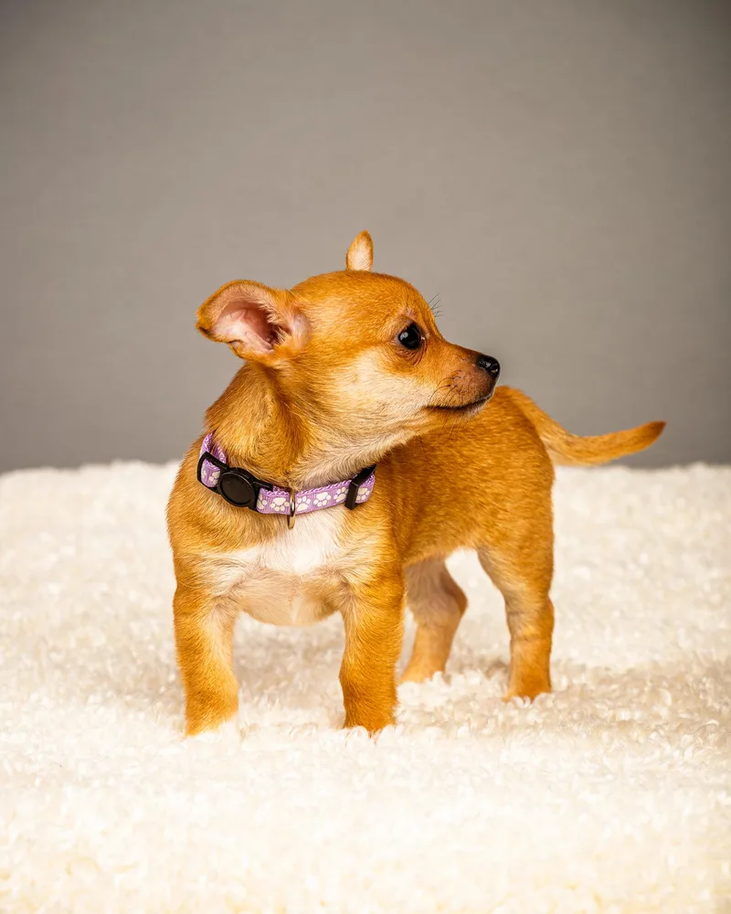 Belle  Puppy  thumbnail 3
