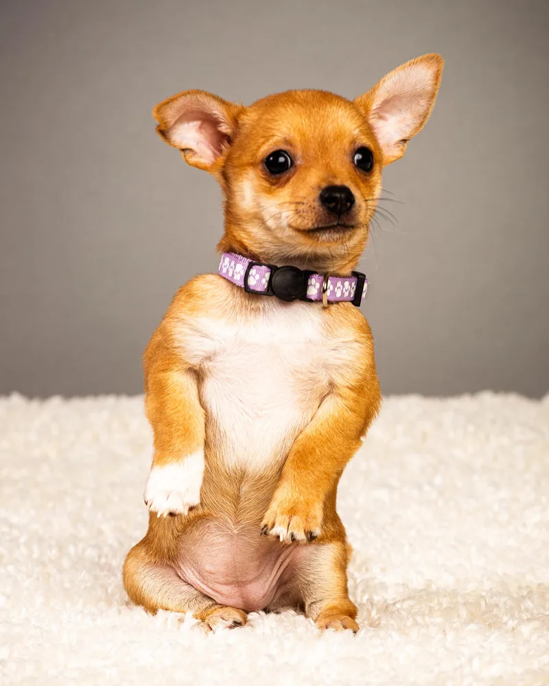 Belle  Puppy  thumbnail 4