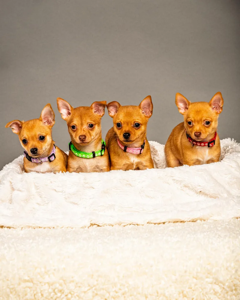 Belle  Puppy  thumbnail 5