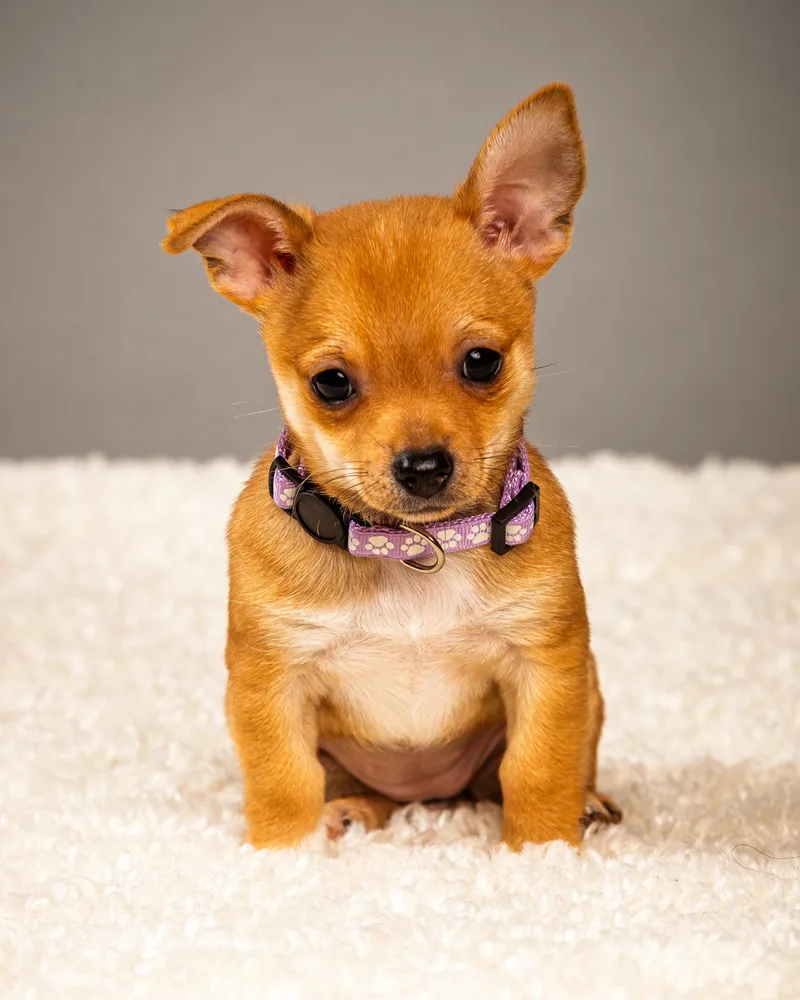 Belle  Puppy  thumbnail 6