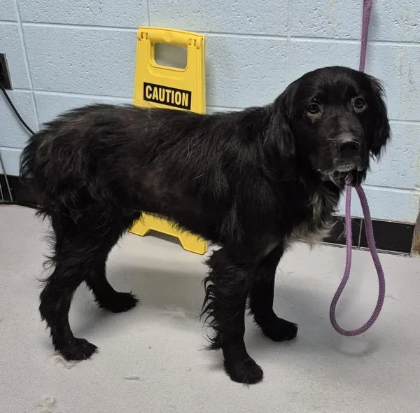 An adult large-sized male Labrador Retriever dog named Pen for adoption in Lawrenceville, GA