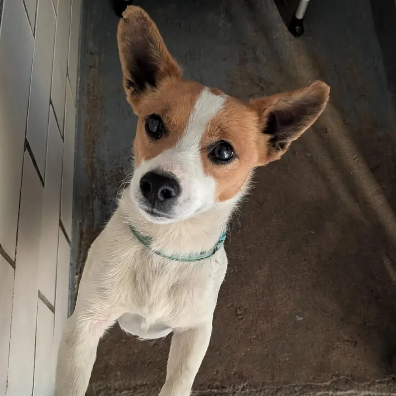A young small-sized male White / Cream Jack Russell Terrier dog named Buttons for adoption in Greenville, PA