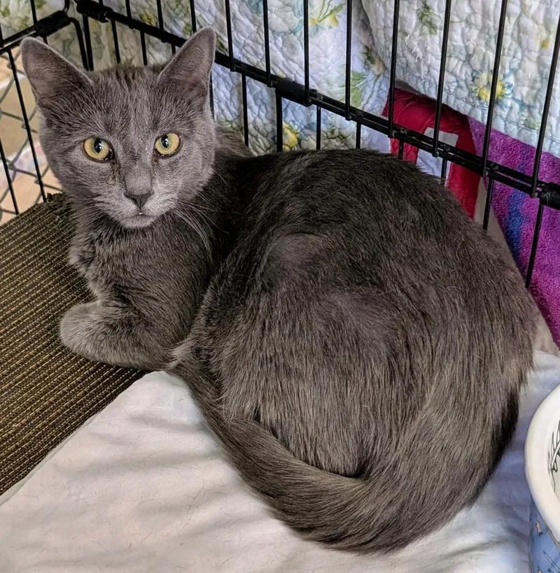 Ricochet thumbnail 2