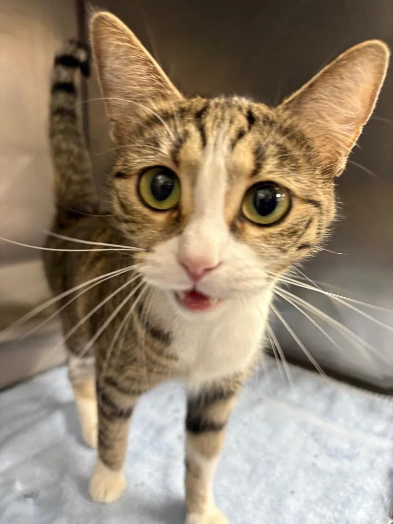 A young medium-sized female Domestic Short Hair cat named Birdie for adoption in Little Rock, AR