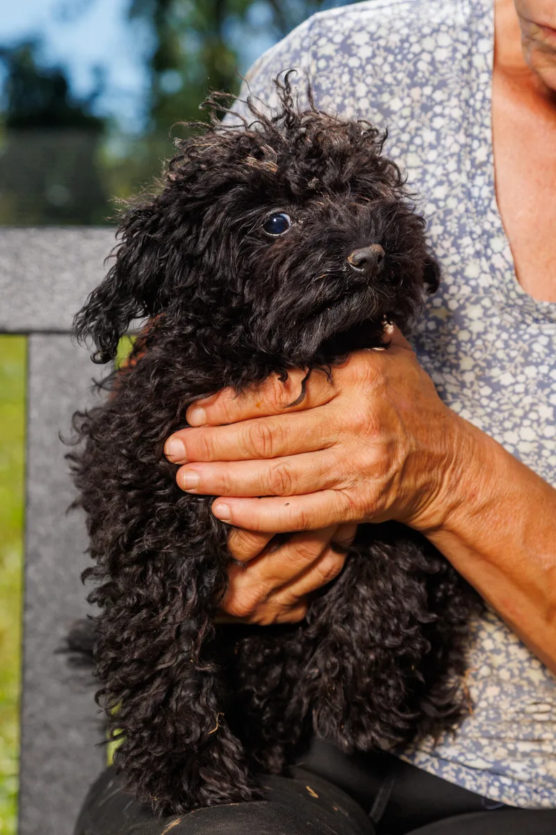 A baby small-sized male Poodle (Toy) dog named Jean Claude for adoption in Chester Springs, PA