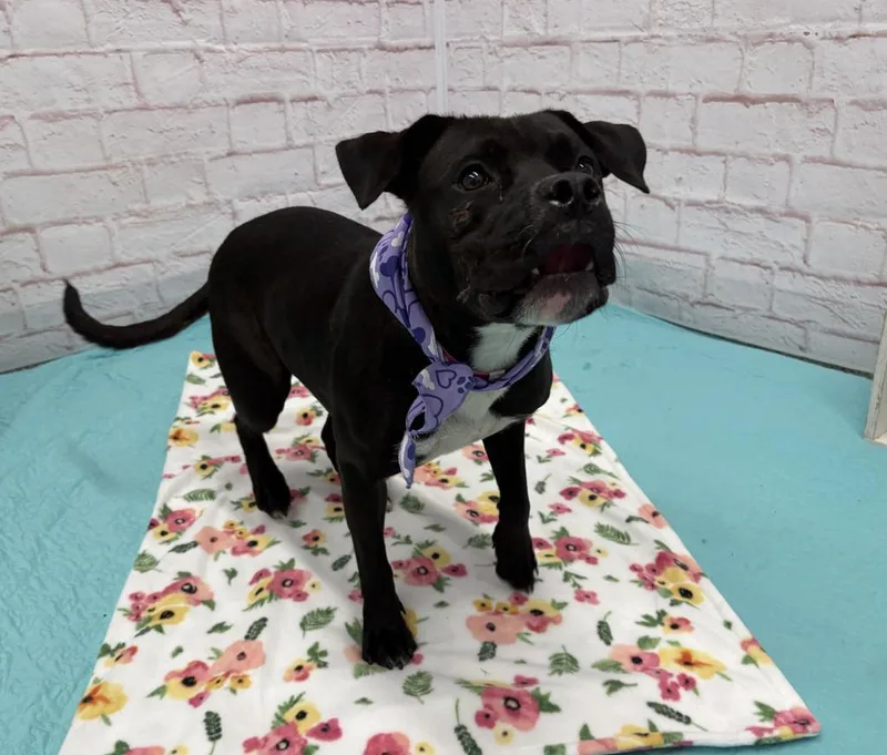 A young medium-sized female Mixed Breed dog named Solange Fernex for adoption in Detroit, MI