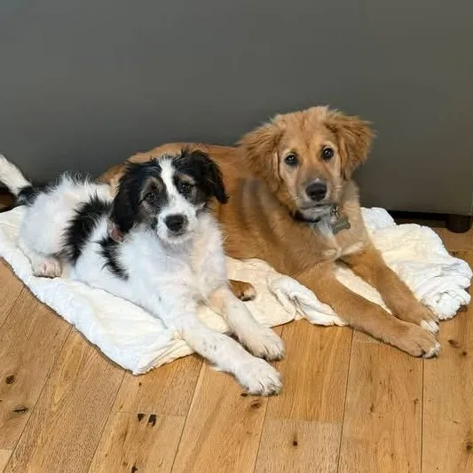 A young medium-sized male Mixed Breed dog named Charlie for adoption in Richmond, VA