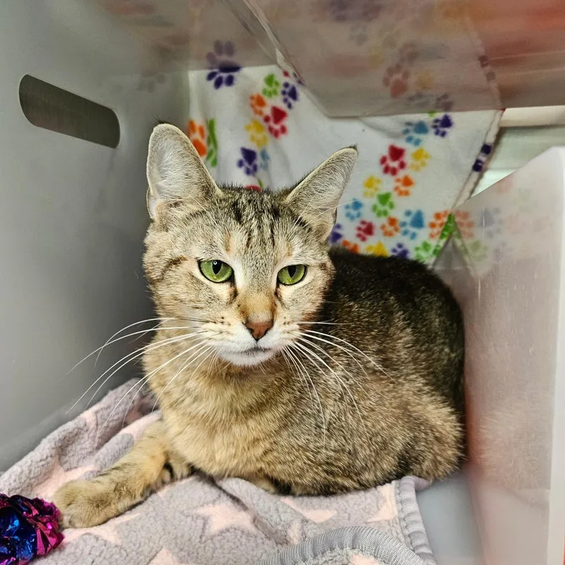 An adult small-sized female Domestic Short Hair cat named Nefertari for adoption in Los Angeles, CA