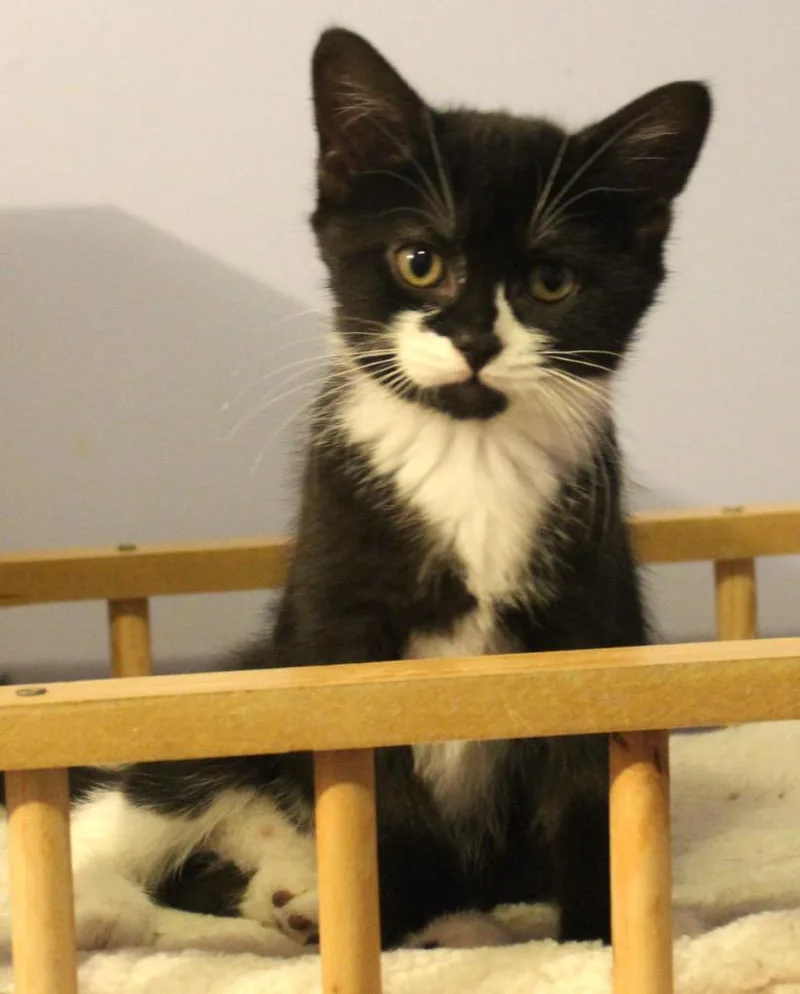 A baby medium-sized female Domestic Short Hair cat named Pansy for adoption in Minneapolis, MN