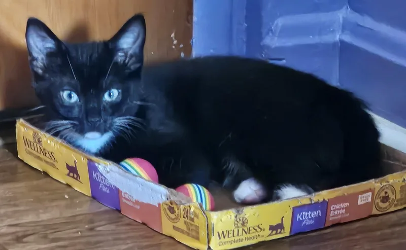 A baby medium-sized male Black & White / Tuxedo Domestic Short Hair cat named Berkley for adoption in Cincinnati, OH