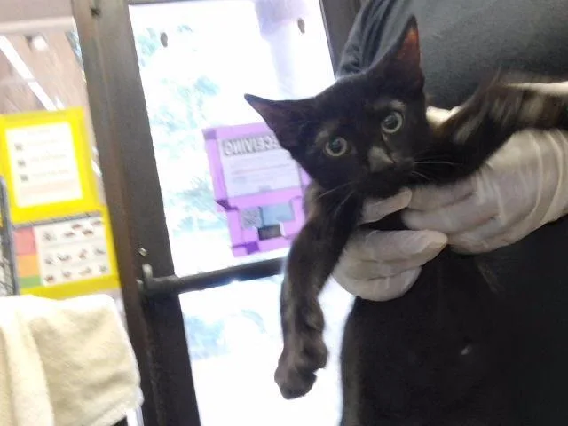 A baby small-sized male Domestic Short Hair cat named Felix for adoption in Tulsa, OK