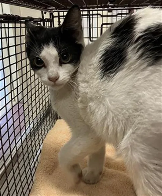 A young medium-sized male Domestic Short Hair cat named Oliver for adoption in Long Beach, CA