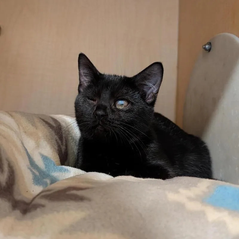 A baby small-sized female Black Domestic Short Hair cat named Melon for adoption in Washington Township, OH