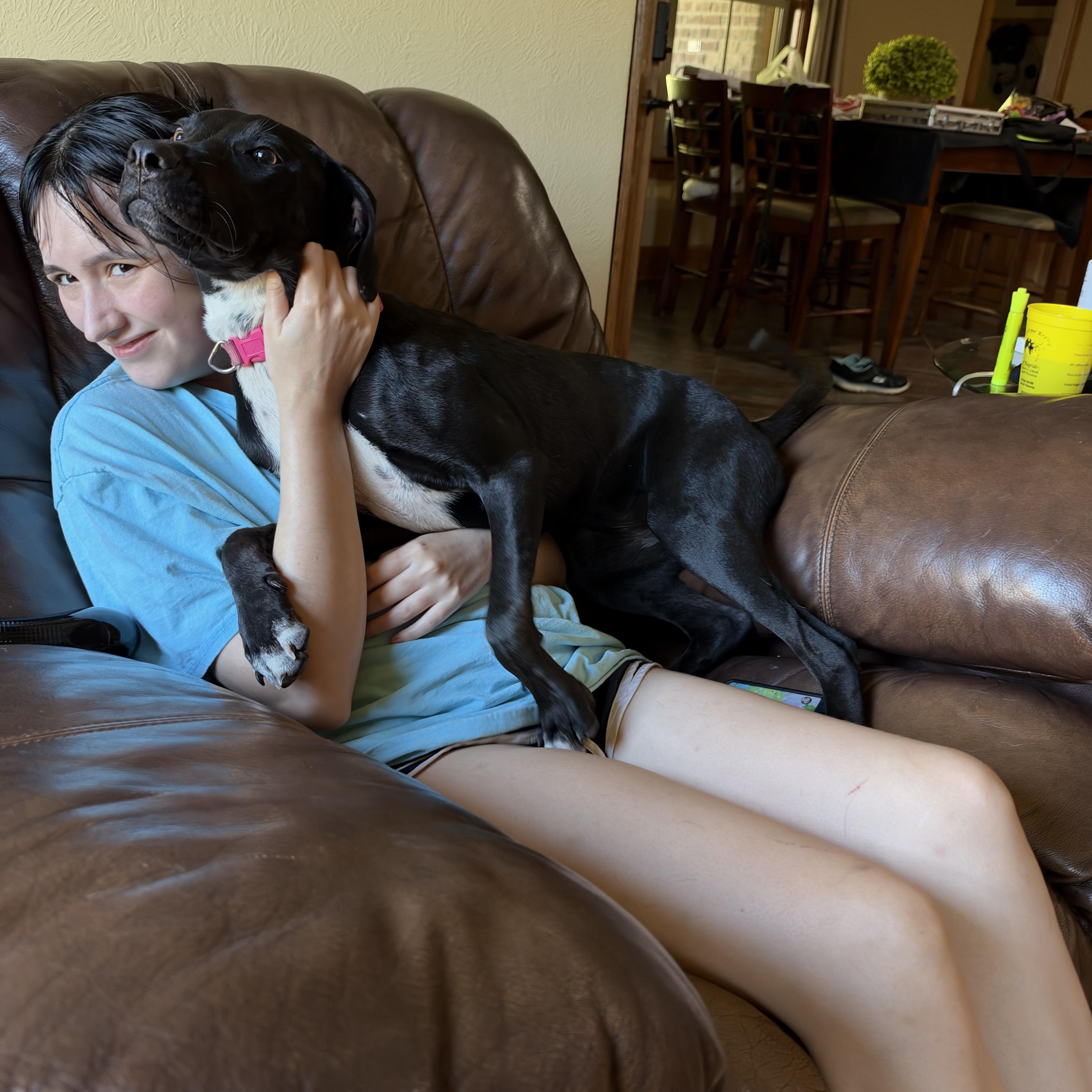 A young medium-sized female Black Labrador Retriever dog named Maggie for adoption in Alexandria, LA