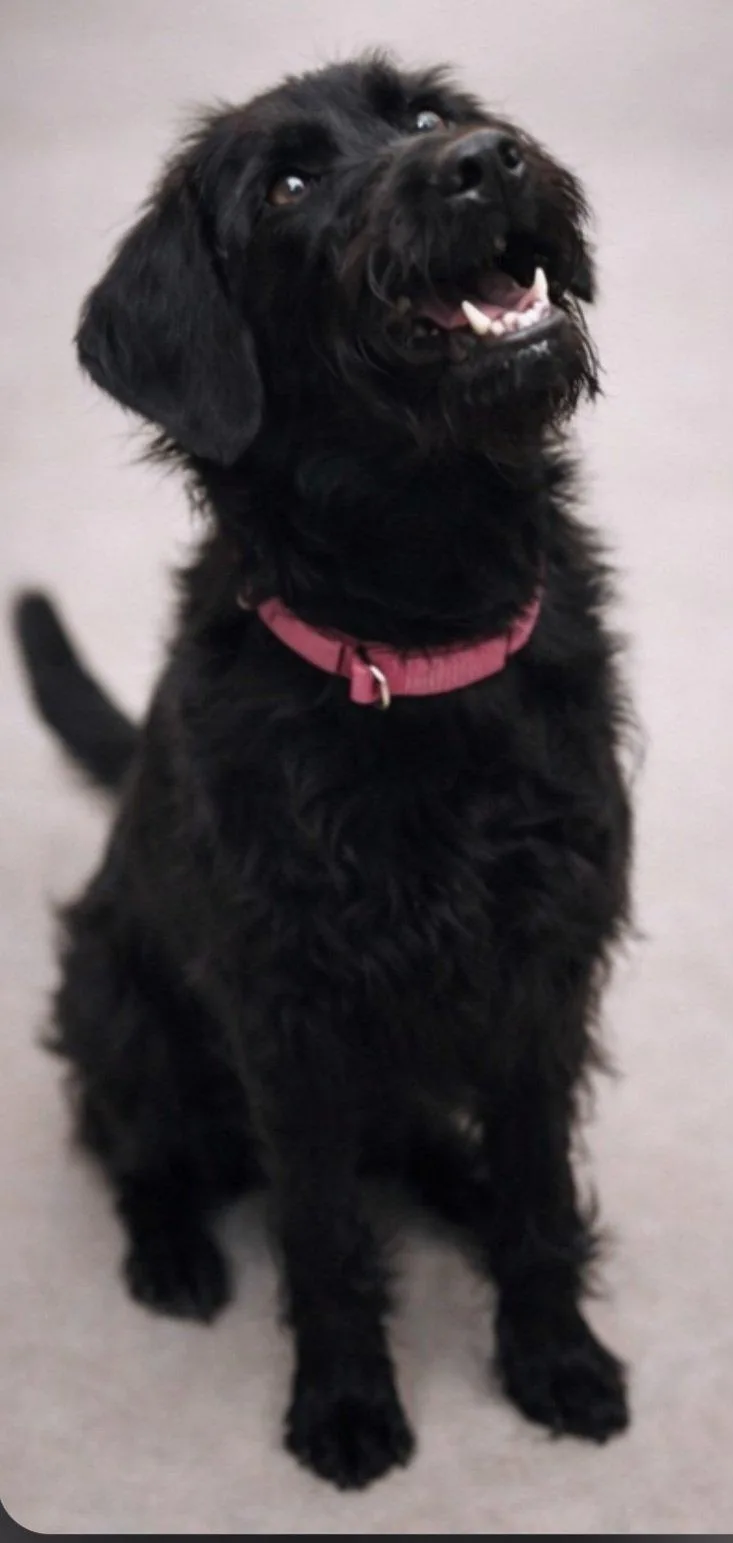 A young large-sized male Labrador Retriever dog named Mack for adoption in Westport, CT