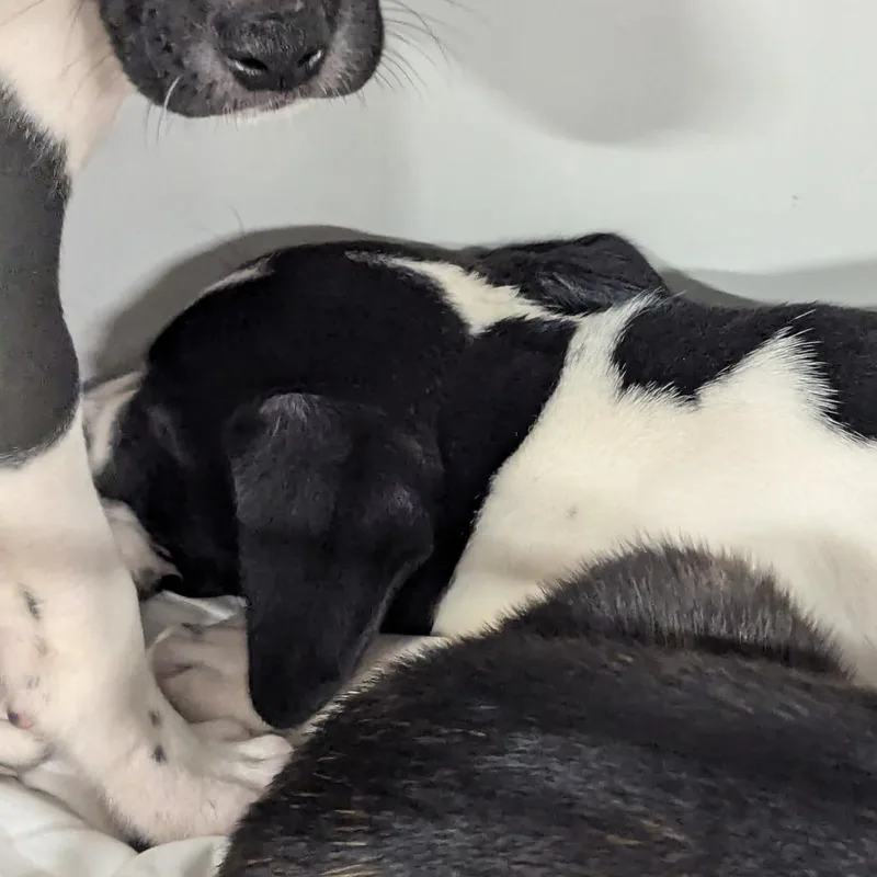 A baby small-sized male Hound dog named Boston Cream Pie for adoption in Charlottesville, VA