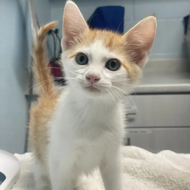 A baby small-sized male Orange / Red Domestic Short Hair cat named Venus for adoption in Riverside, CA