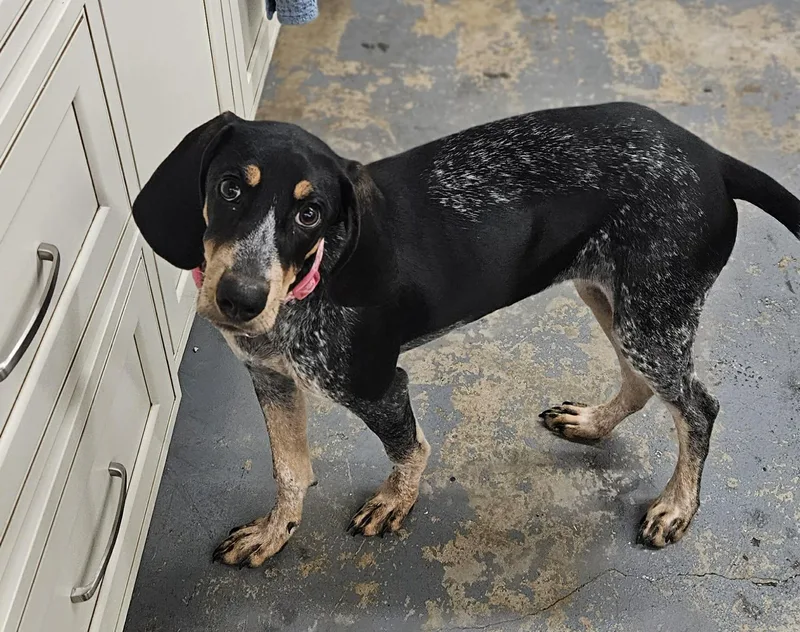 A baby medium-sized female Bluetick Coonhound dog named Maggie Magnolia for adoption in TULSA, OK