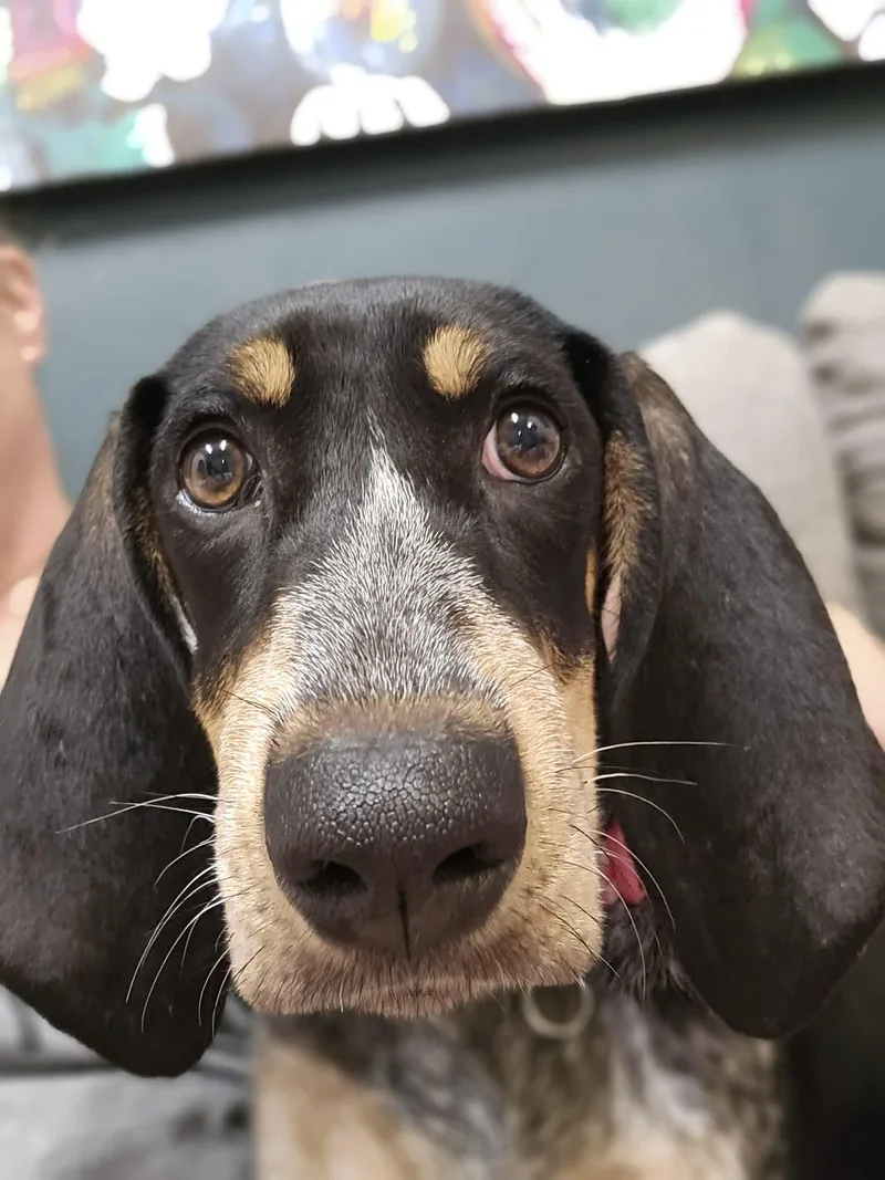 Maggie Magnolia thumbnail 3