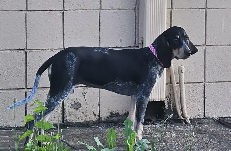 Maggie Magnolia thumbnail 4