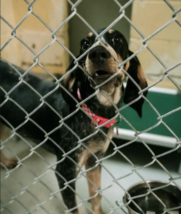 Maggie Magnolia thumbnail 5