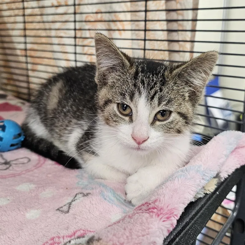 A baby small-sized female Brown / Chocolate Domestic Short Hair cat named Carmen for adoption in Monroe, MI