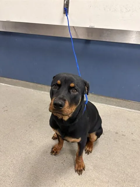 A young medium-sized female Rottweiler dog named Princess for adoption in Miami, FL