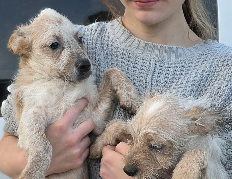 A baby small-sized female Poodle dog named Dekomori  Rikka  for adoption in Mukwonago, WI