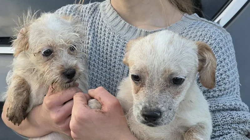 Dekomori  Rikka  thumbnail 2