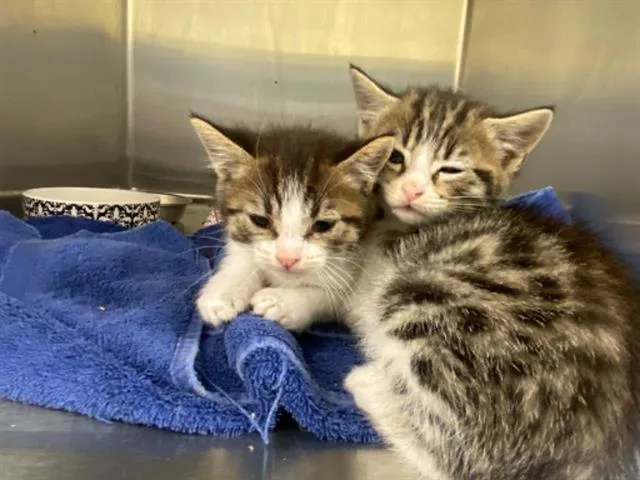 A baby small-sized male Domestic Medium Hair cat named Brett for adoption in Tustin, CA