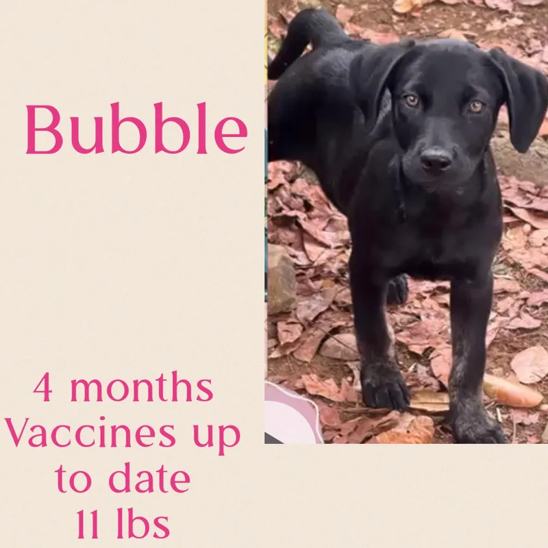 Bubble thumbnail 4