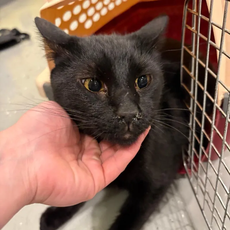 A young small-sized male Black Domestic Short Hair cat named Dr. Doofenshmirtz for adoption in West Des Moines, IA