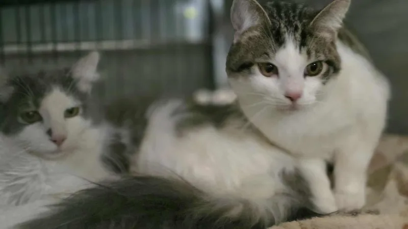 Moxee & Granger thumbnail 5