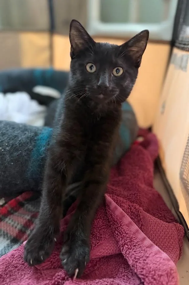 A baby medium-sized male Black Domestic Short Hair cat named Nox for adoption in Rochester, NY