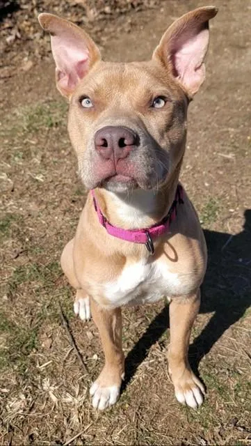 A young small-sized female Pit Bull Terrier dog named Tuna for adoption in Saint Peters, MO