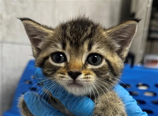 A baby small-sized female Domestic Short Hair cat named A for adoption in Naples, FL