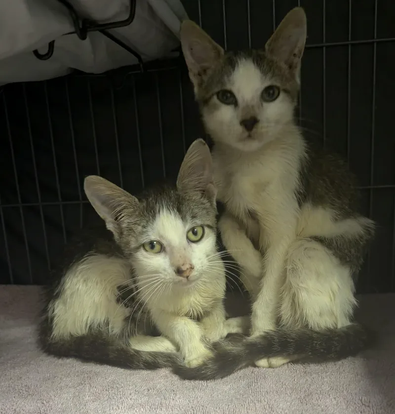 A baby small-sized male Domestic Short Hair cat named Chestre William for adoption in Elizabethtown, NC