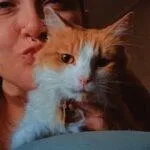 An adult medium-sized female Orange & White Domestic Medium Hair cat named Peaches for adoption in Winter Haven, FL