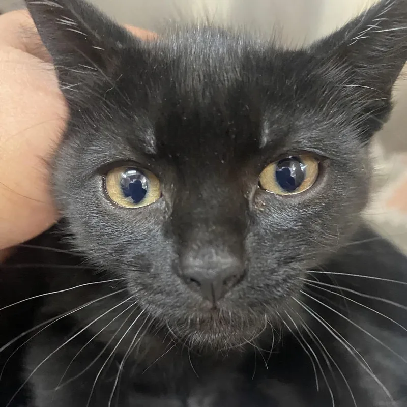 A young small-sized female Domestic Short Hair cat named Bessie for adoption in Blairsville, GA