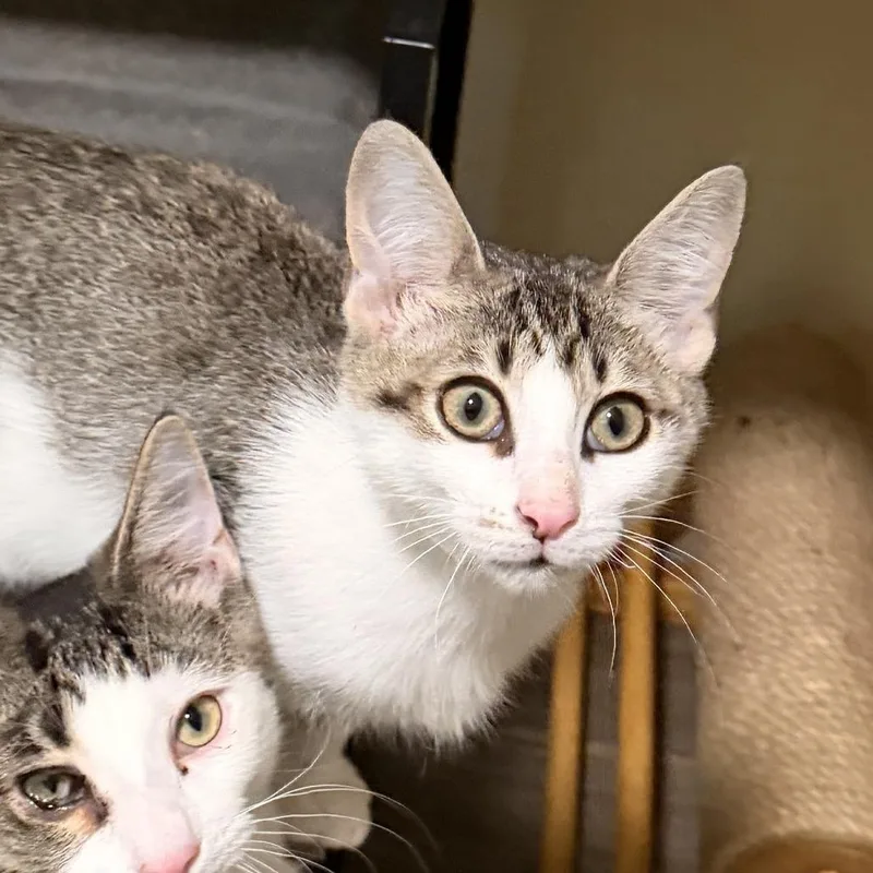 A baby small-sized male White Domestic Short Hair cat named Edward for adoption in Richland, MI