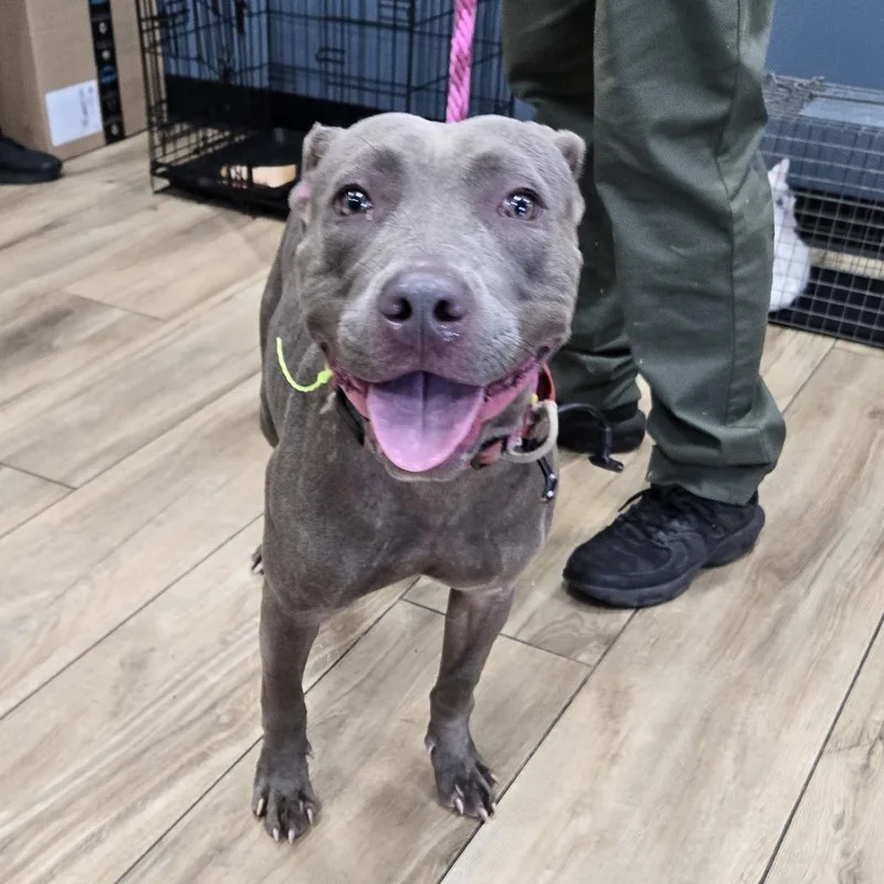 An adult medium-sized female Gray / Blue / Silver Pit Bull Terrier dog named Mac for adoption in Newark, NJ