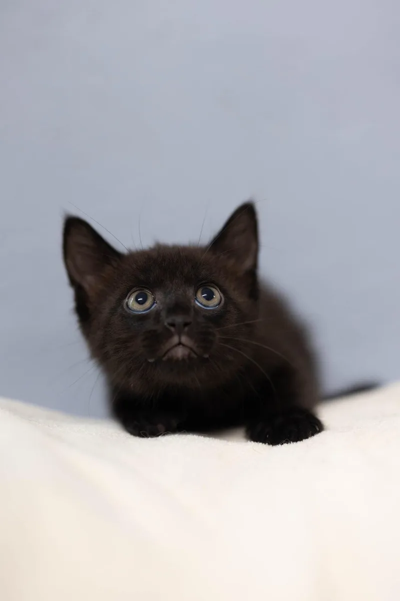 A baby medium-sized male Black Domestic Short Hair cat named Target for adoption in Talbott, TN