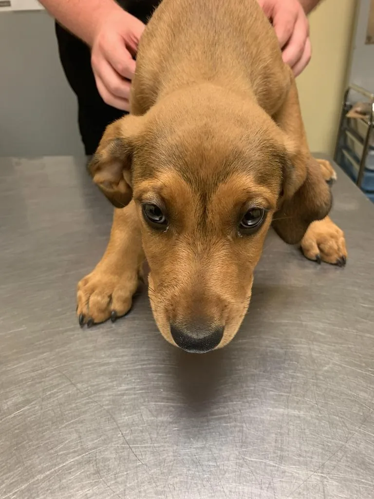 A baby medium-sized female Mixed Breed dog named Jess for adoption in Florence, SC