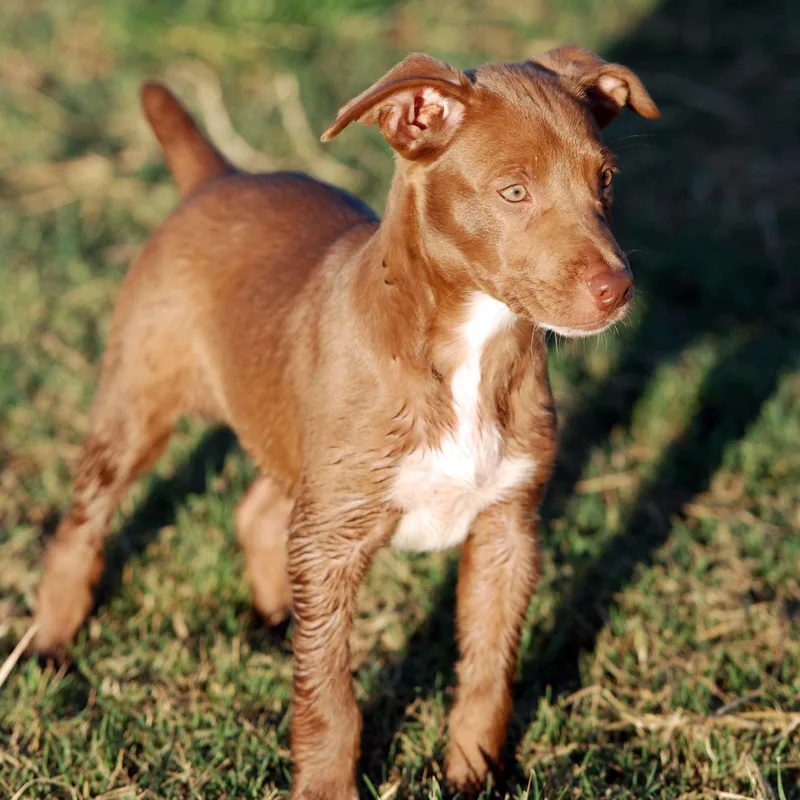 A baby large-sized female Brown / Chocolate Pit Bull Terrier dog named Duchess for adoption in Madisonville, TX