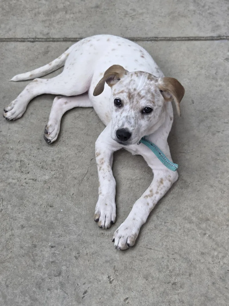 A young medium-sized female Australian Cattle Dog / Blue Heeler dog named Kimber for adoption in Columbus, IN