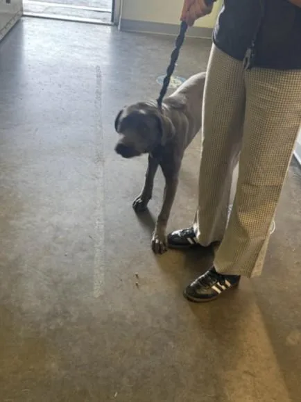 A young large-sized female Pit Bull Terrier dog named Cheryl for adoption in Los Angeles, CA