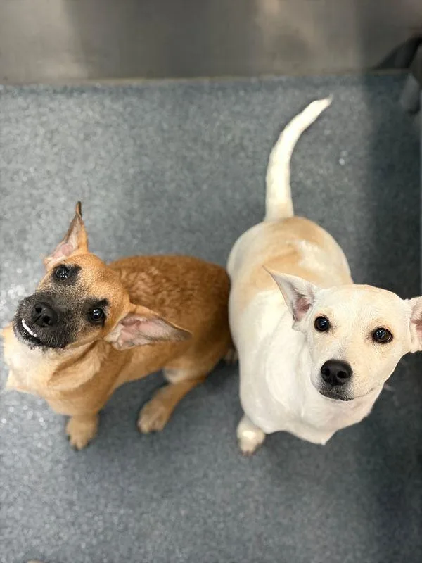 A baby small-sized female Rat Terrier dog named Monica for adoption in Portland, ME